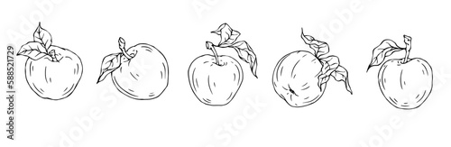 Linear botanical sketch with apple tree fruits and leaves. Vector graphics.