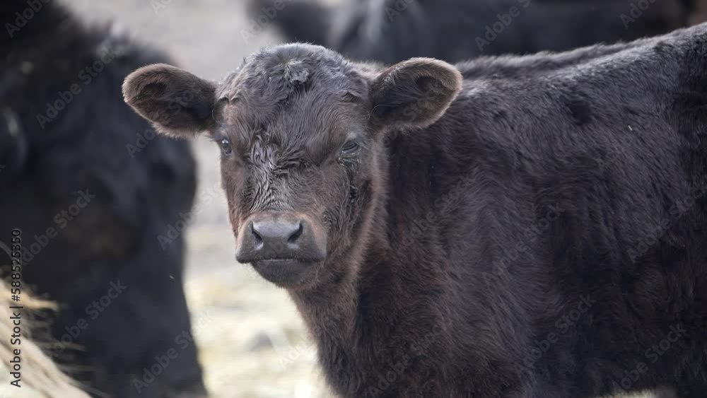 Black cow calf licking its nose standing in a herd. Black cow calf licking its nose standing in a herd.