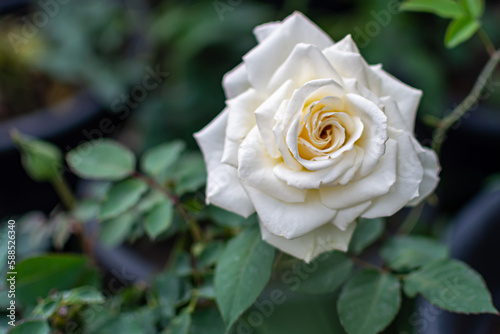 White Rose garden background