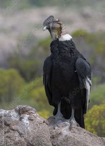 Vultur gryphus - Condor Andino photo