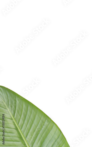 Patterned leaf against white background