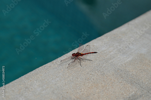Dragonfly by the pool © JenniferLee