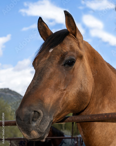 A beautiful Arizona quarter horse portrait © Richard Nantais