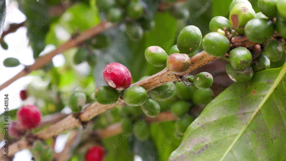 A coffee tree that is bearing fruit is ready to be harvested, marked by the color of the fruit that has changed from green to red A coffee tree that is bearing fruit is ready to be harvested, marked by the color of the fruit that has changed from green to red