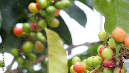 Wallpaper Mural A coffee tree that is bearing fruit is ready to be harvested, marked by the color of the fruit that has changed from green to red Torontodigital.ca