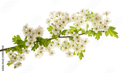 Fototapeta Naklejka Na Ścianę i Meble -  Hawthorn branch with  flowers
