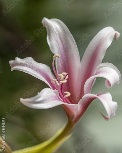 Fleur d'orchidée
