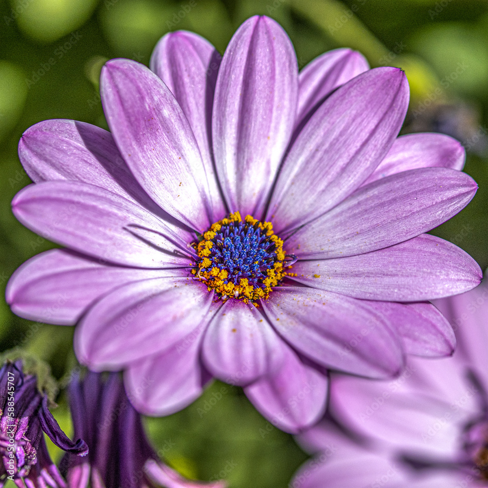 Photo d'une fleur mauve en macro au printemps Photo d'une fleur mauve en macro au printemps