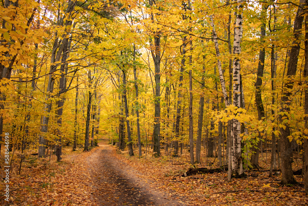 autumn in the forest autumn in the forest