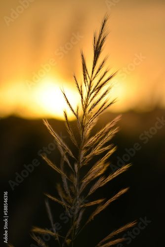 wheat field in sunset