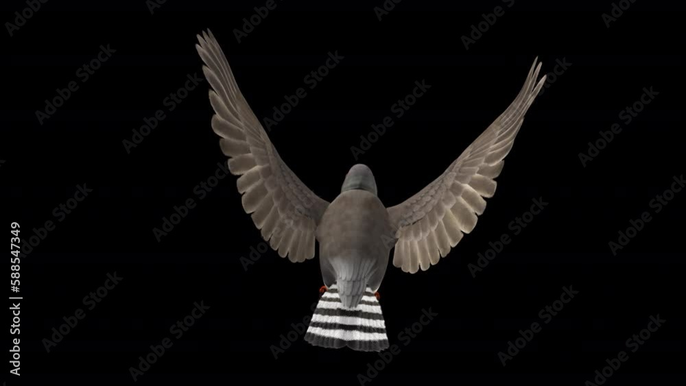 Zebra Finch Bird - Flying Loop - Back View CU - 3D Animation with Alpha Channel