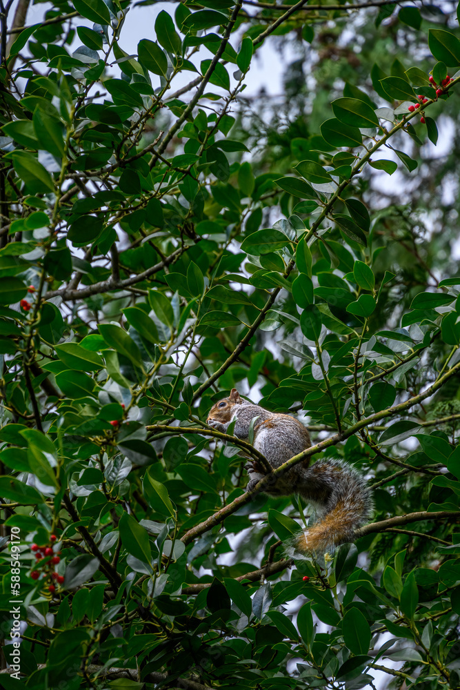 Urban wildlife, squirrel perched on branch in a large holly bush feeding on red holly berries
