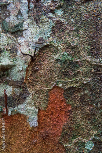 bark  of a Paul Brazil tree