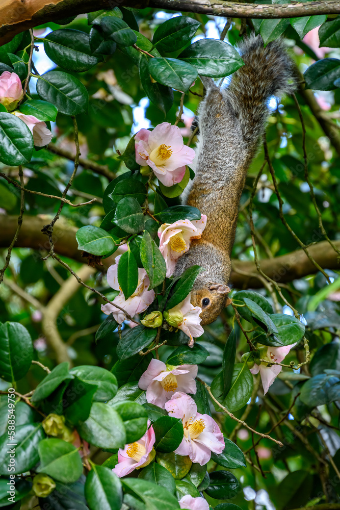 Acrobatic squirrel hanging upside down, with it’s face in a bloom, in a