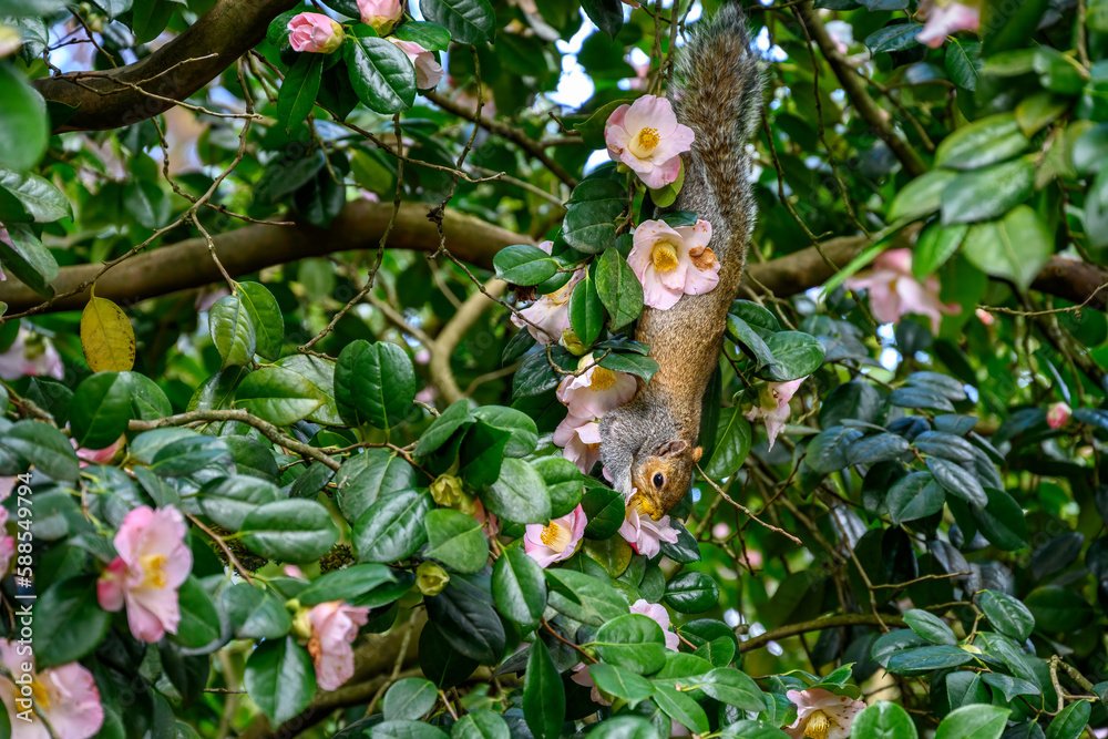Acrobatic squirrel hanging upside down, with a face full of pollen, in a camellia bush loaded with pale pink flowers 
