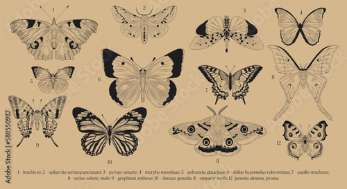 Set of line butterflies. Collection of insects with captions, educational material. Emperor moth, papilio machaon and actias selene. Cartoon flat vector illustrations isolated on beige background