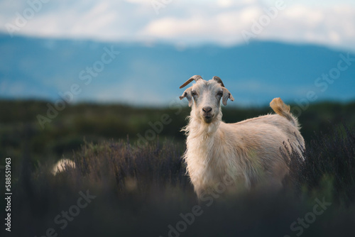 Cabras de la patagonia photo