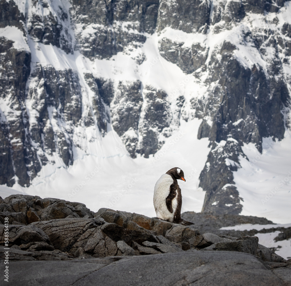 Obraz premium Gentoo penguin in Antarctica