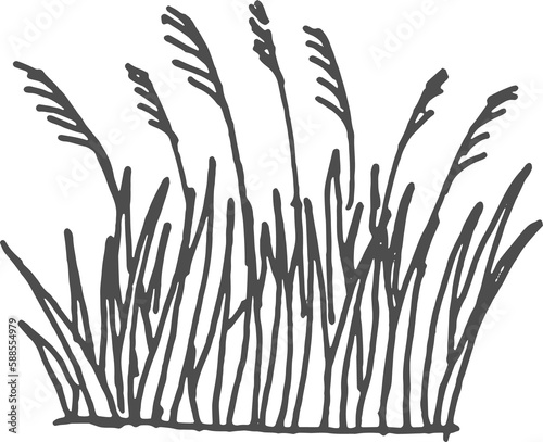 Typha flowering plant, bulrush or reedmace, reed photo