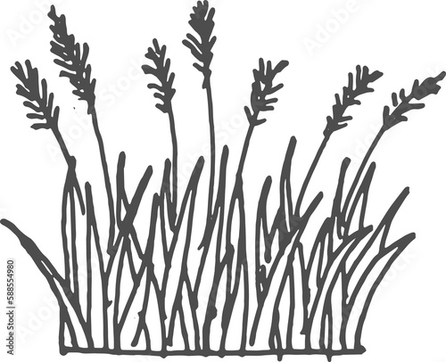 Bulrush or reedmace, reed. Typha flowering plant photo