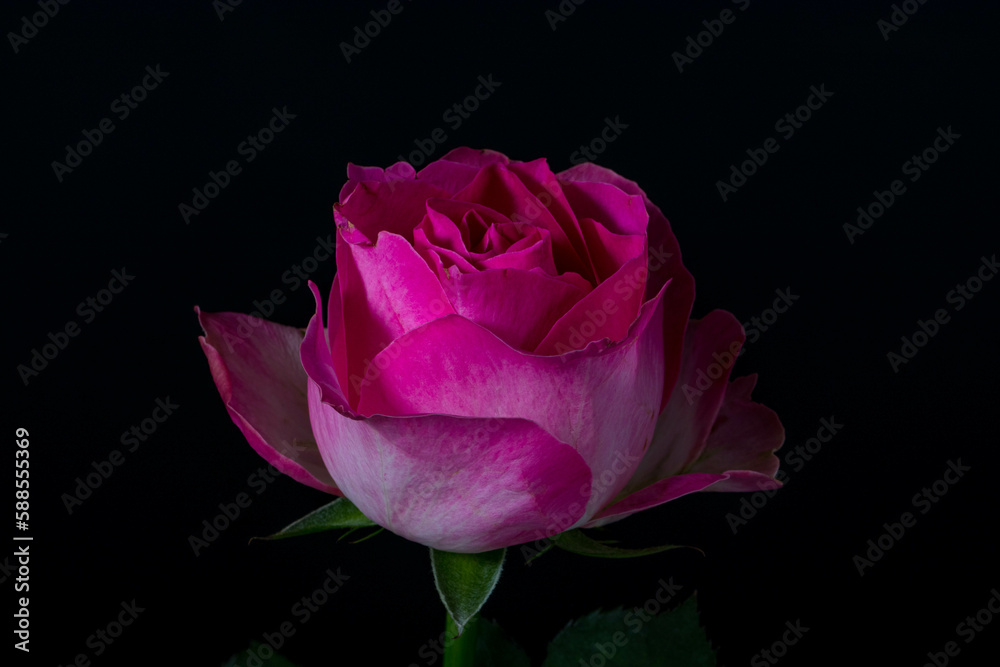 Fototapeta premium A rose is either a woody perennial flowering plant of the genus Rosa in the family Rosaceae or the flower it bears