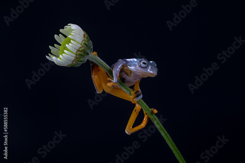 Wallace's flying frog (Rhacophorus nigropalmatus), also known as the gliding frog photo