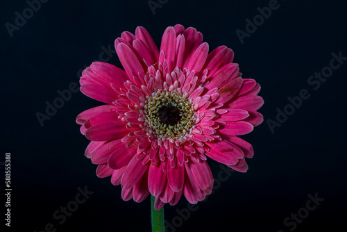 Chrysanthemums are a genus (Chrysanthemum) of about 30 species of perennial flowering plants in the family Asteraceae, from Asia and northeast Europe