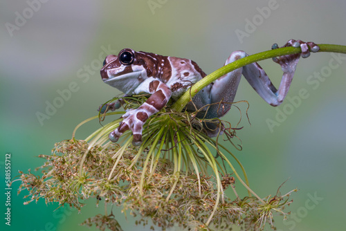 The Mission golden-eyed tree frog or Amazon milk frog (Trachycephalus resinifictrix) is a large species of arboreal frog native to the Amazon Rainforest in South America photo