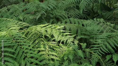 Video of nature in spring: ferns in Chapultepec forest in low-angle shot photo