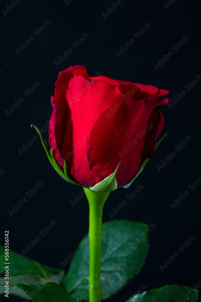 The flowers of the rose grow in many different colors, from the well-known red rose or yellow rose and sometimes white or purple rose