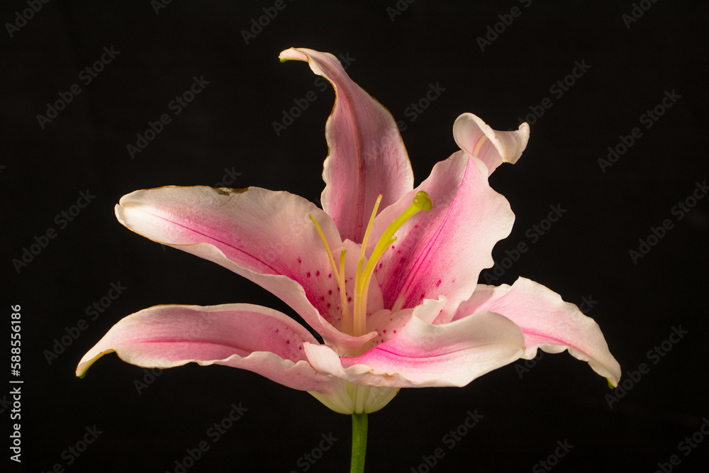 The lily is a genus of flowering plant. There are many species of lilies, like trumpet lilies and tiger lilies. They are usually quite tall, and are perennials