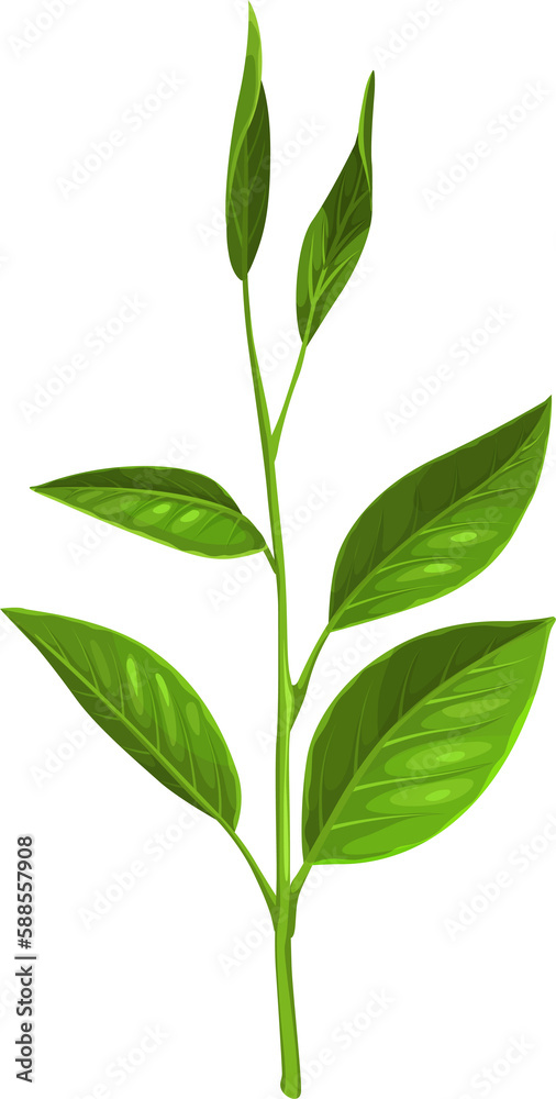 Green branch with leaves isolated herbal tea stem