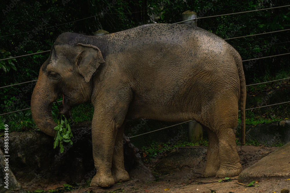 View of Asian elephants (Elephas maximus), also called Asiatic elephant in their enclosure, Singapore Zoo. The Asian elephant is the largest living land animal in Asia.