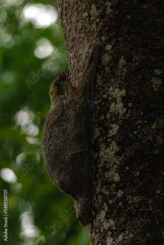 cute bear cuscus ailurops ursinus close up face in wallacea endemic to sulawesi photo
