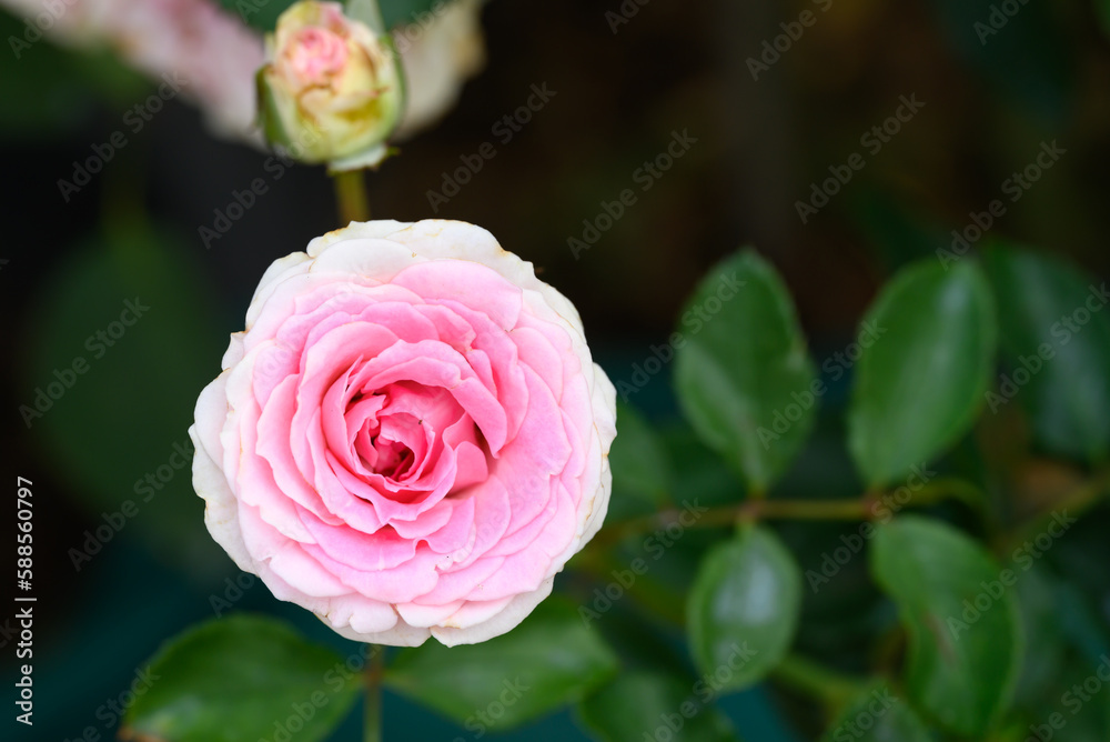 Beauty pink rose flower blossom in a garden, Decoration flowers Beauty pink rose flower blossom in a garden, Decoration flowers