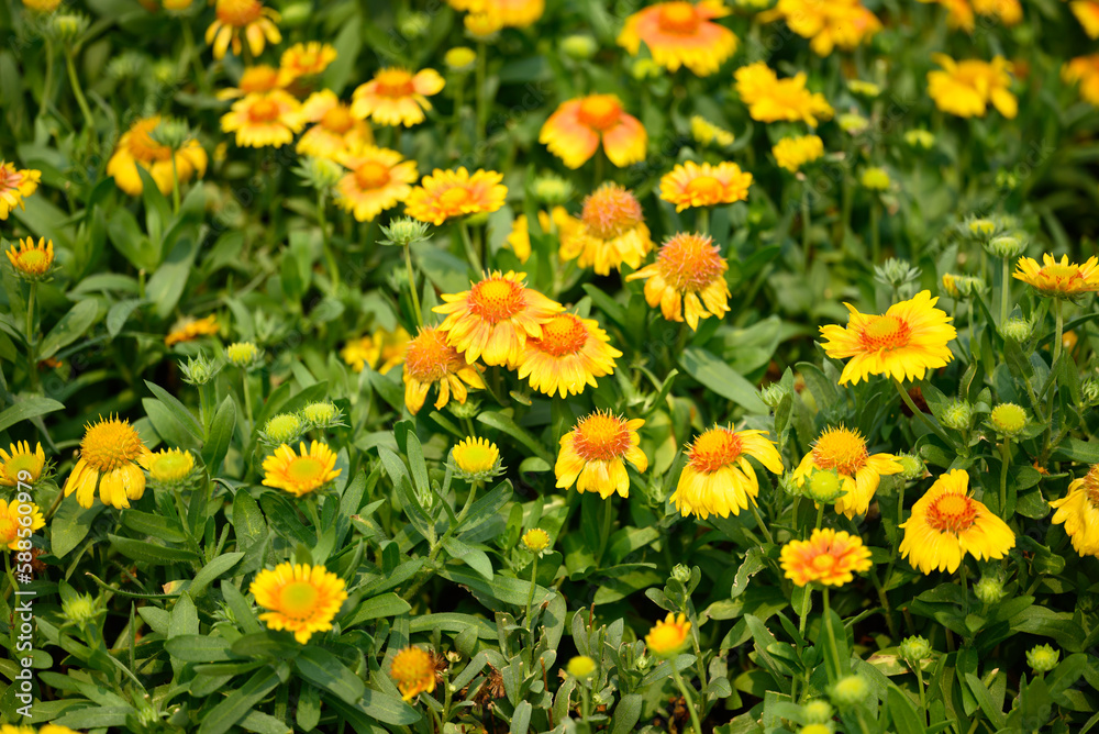 Yellow Gaillardia flower blossom in garden, spring season background