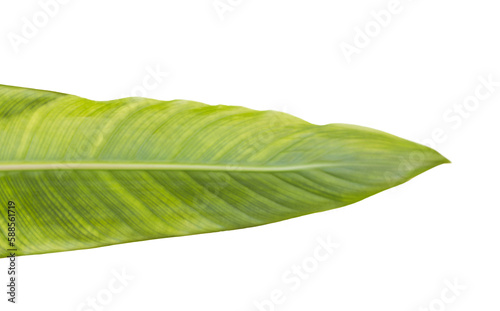 Green patterned leaf 
