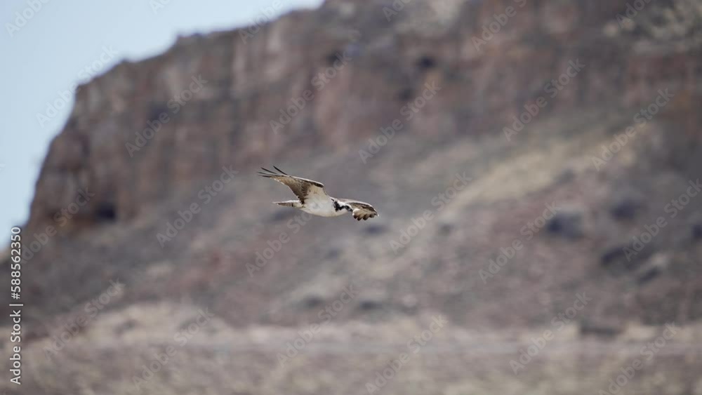 Osprey flying low to the ground in slow motion over the landscape in Utah. Osprey flying low to the ground in slow motion over the landscape in Utah.