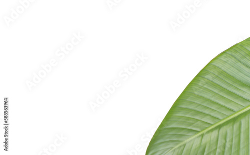 Cropped image of leaf