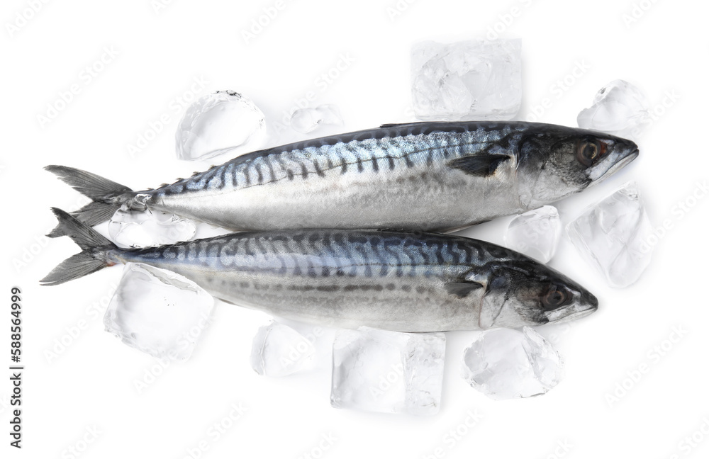 Two raw mackerels isolated on white, top view Two raw mackerels isolated on white, top view