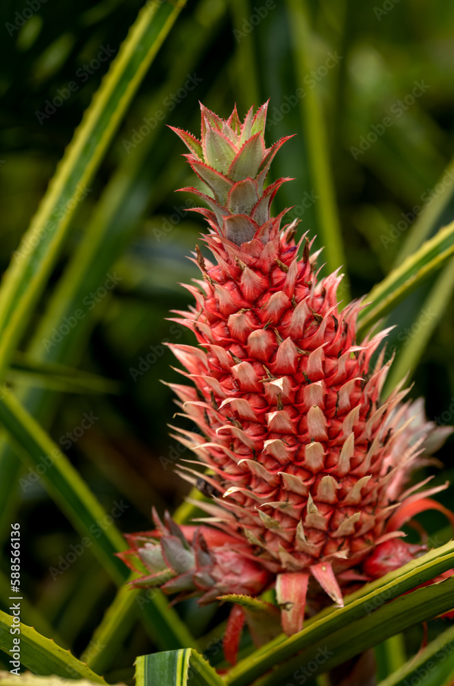 Wild Red and Pink Pineapple Fruit in the Hawaii Rainforest.