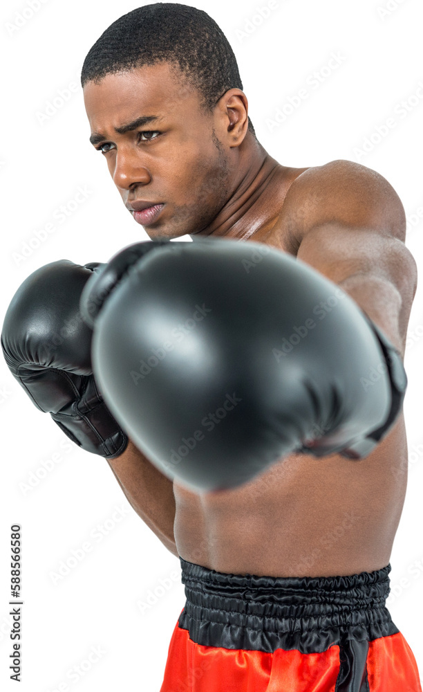Boxer performing upright stance Boxer performing upright stance
