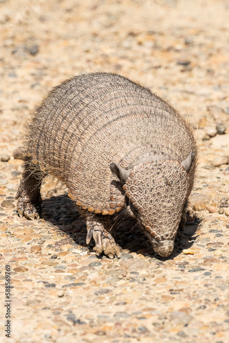 Armadillo from the front in Peninsula Valdes, Chubut, Patagonia, Argentina.