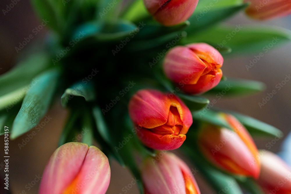macro images of vibrant orange tulips with green leaves macro images of vibrant orange tulips with green leaves