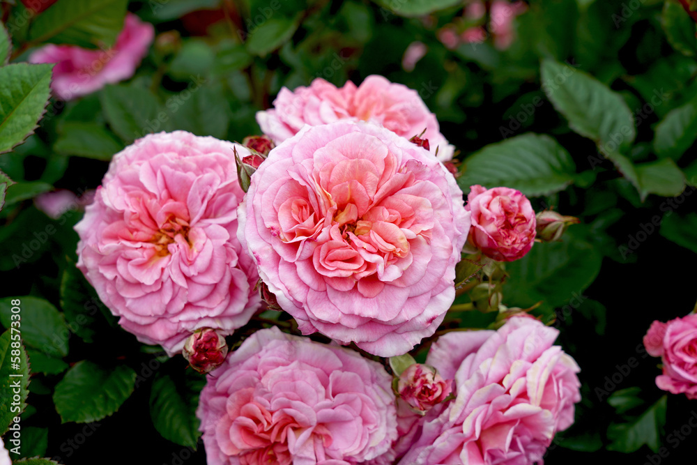Rosa 'Amoretto' aka 'Love Affair' (Koraugneru). A beautiful floribunda rose with a wonderful play of colour. Bred by Kordes Roses. Rosa 'Amoretto' aka 'Love Affair' (Koraugneru). A beautiful floribunda rose with a wonderful play of colour. Bred by Kordes Roses.