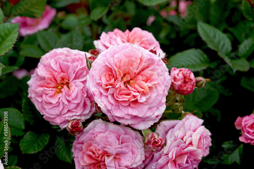 Rosa 'Amoretto' aka 'Love Affair' (Koraugneru). A beautiful floribunda rose with a wonderful play of colour. Bred by Kordes Roses.