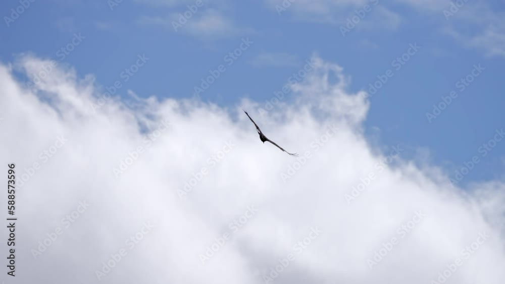 Turkey Vulture gliding through the sky over Utah during Spring.