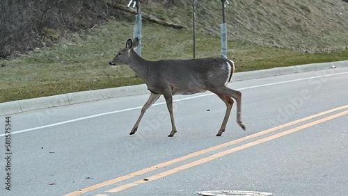 Two Deer Crossing the Street