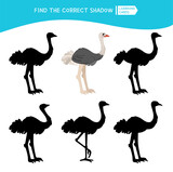 Educational  game for children. Find the right shadow. Kids activity with cartoon cute ostrich.