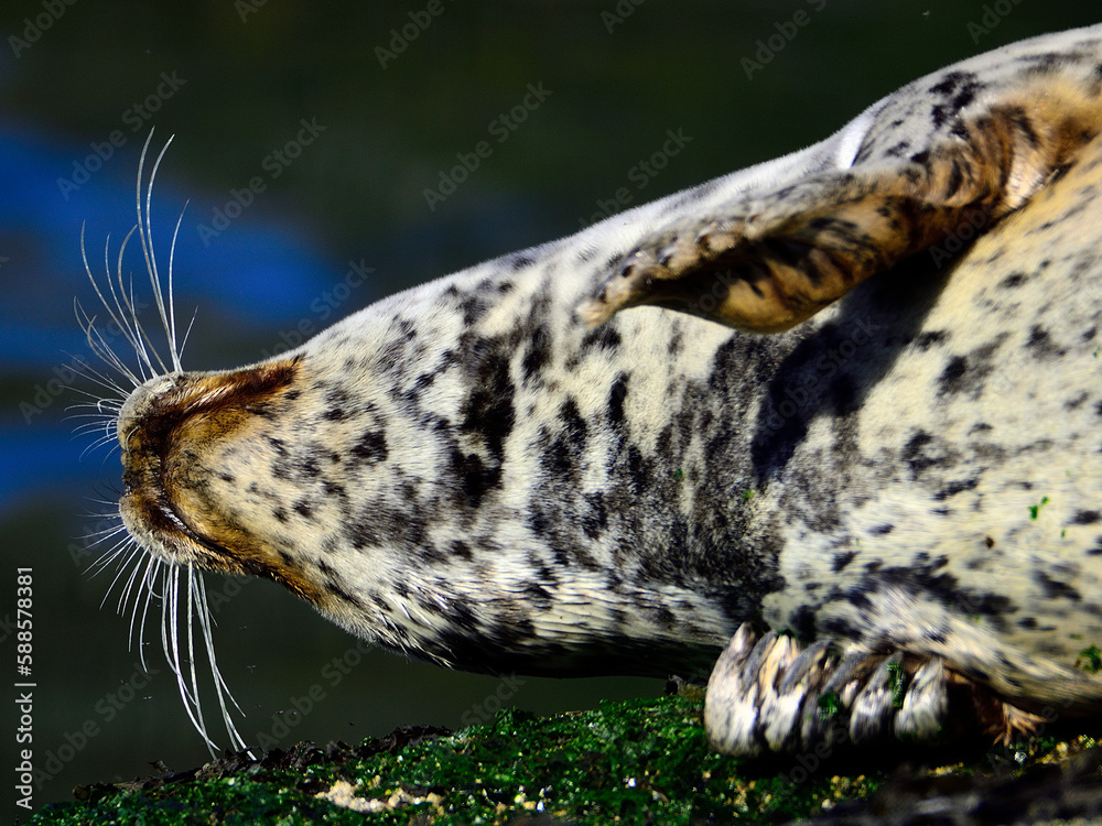 Obraz premium Harbor Seal napping!